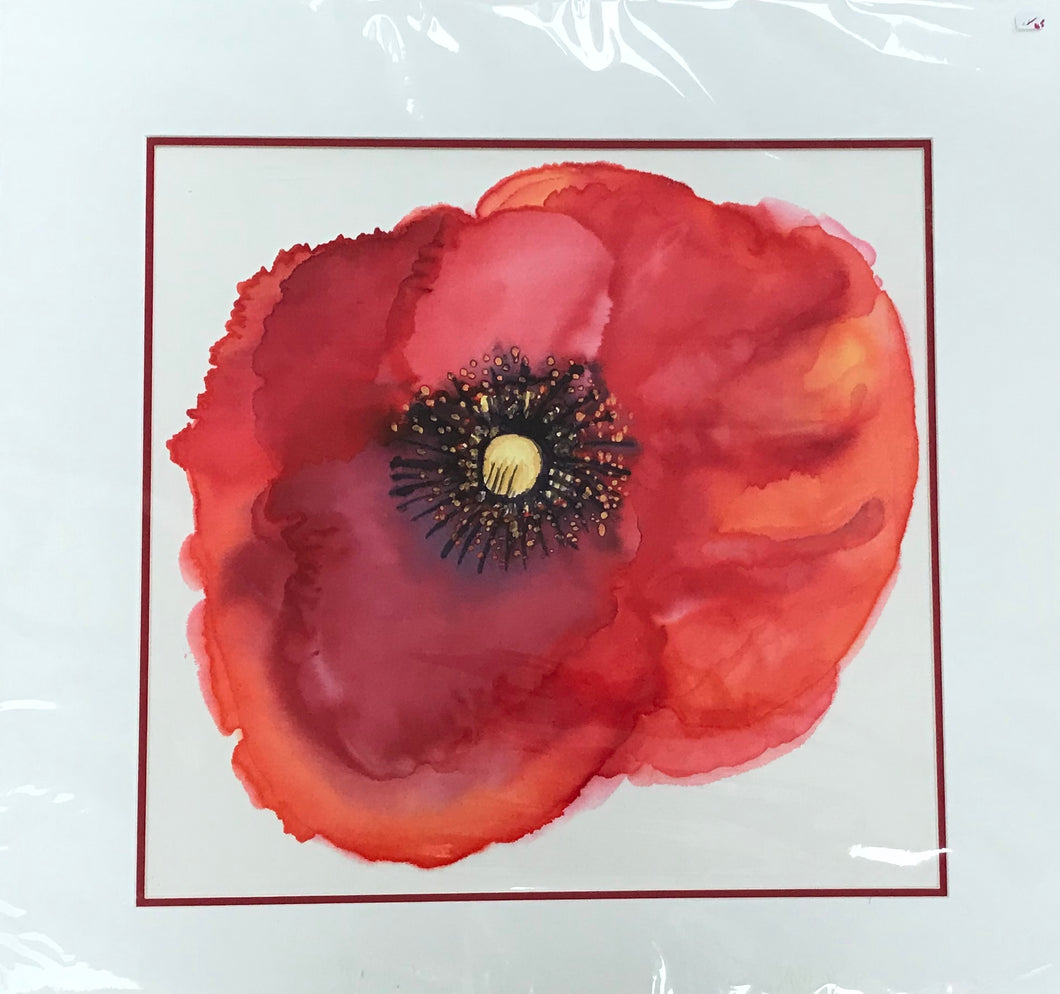 Tuscan Poppy